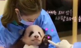 熊猫小贝爆料视频大全,视频大全精彩瞬间回顾